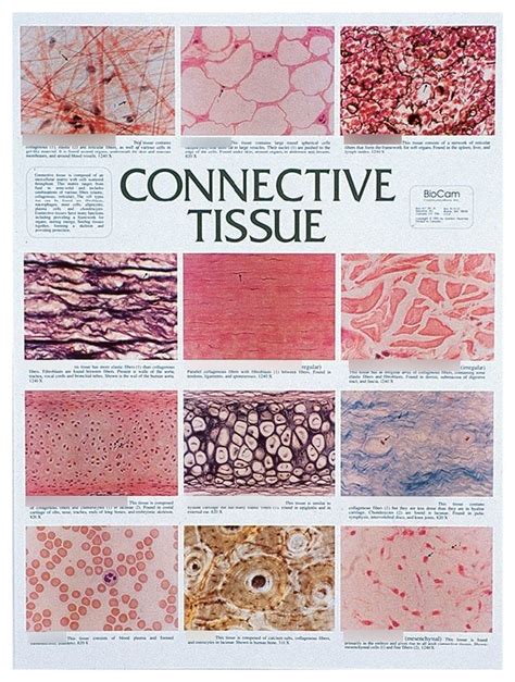 Connective tissue quizlet - 1) --> Derived from monocytes - migrate to connective tissue, differentiate to macrophages 2) --> In connective tissues - macrophages (Histiocytes) a. liver - Kupffer cells b. brain - microglia c. bone - osteoclasts 3) Irregular cell membrane / cytoplasmic extensions (pseudopodia) 4. Phagocytic; produce cytokines 5. Antigen presenting cells ...